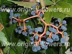 Партеноціссус - parthenocissus догляд, фото, хвороби, опис (parthenocissus) Партеноціссус - parthenocissus догляд, фото, хвороби, опис