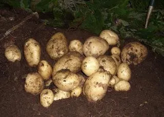 Парша на картоплі причини появи і способи лікування (позбутися парші картоплі) Парша на картоплі причини появи і способи лікування