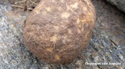 Парша картоплі методи боротьби, фото, опис і лікування (картоплі) Парша картоплі методи боротьби, фото, опис і лікування