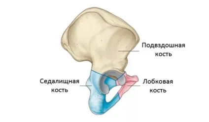 Перелом клубової кістки причини, симптоми, перша допомога та лікування (клубової) Перелом клубової кістки причини, симптоми, перша допомога та лікування