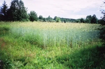 Парша картоплі методи боротьби, фото, опис і лікування (картоплі) Парша картоплі методи боротьби, фото, опис і лікування
