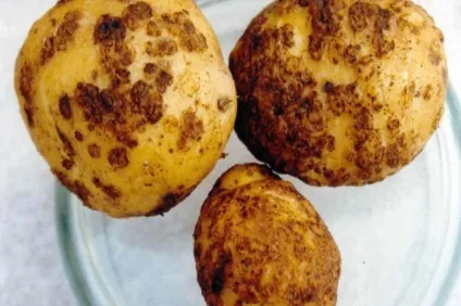 Парша картоплі методи боротьби, фото, опис і лікування (боротьби) Парша картоплі методи боротьби, фото, опис і лікування