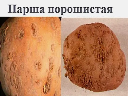 Парша на картоплі види, опис, фото, заходи боротьби, лікування звичайної і всіх видів парші (ознаки ризоктоніозу картоплі) Парша на картоплі види, опис, фото, заходи боротьби, лікування звичайної і всіх видів парші