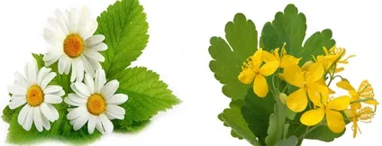 Піодермія у кішок лікування, симптоми, причини (лікування) Піодермія у кішок лікування, симптоми, причини