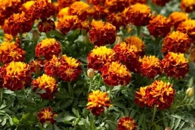 Чорнобривці сорти і види, посадка у відкритий грунт насінням (сорти) Чорнобривці сорти і види, посадка у відкритий грунт насінням