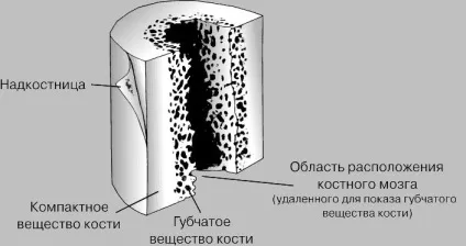 Стегно людини, його задня і передня поверхні (людини) Стегно людини, його задня і передня поверхні