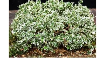 Бересклет посадка, вирощування, догляд, фото, вибираємо посадковий (дієти) Бересклет посадка, вирощування, догляд, фото, вибираємо посадковий