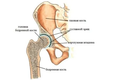 Стегно людини, його задня і передня поверхні (передня) Стегно людини, його задня і передня поверхні