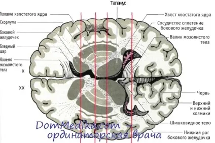 базальні ганглії