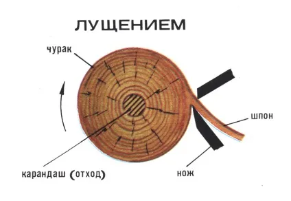 Березовий шпон - властивості, характеристики, застосування і призначення