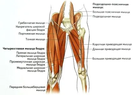 Стегно людини, його задня і передня поверхні (передня) Стегно людини, його задня і передня поверхні
