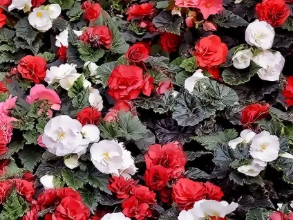 Бегонія - догляд в домашніх умовах, хвороби бегонії чому опадає листя і бутони бегонії