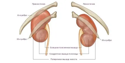 Нирковий кільце і його будова топографія і анатомія нирки (топографія) Нирковий кільце і його будова топографія і анатомія нирки