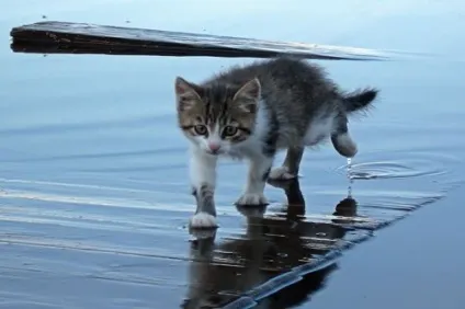 Чому кішки бояться води, привчаємо тварина до води, як помити кішку, яка не любить воду (бояться) Чому кішки бояться води, привчаємо тварина до води, як помити кішку, яка не любить воду