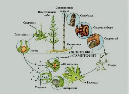 Плавуни і хвощі