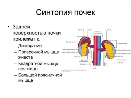 Нирковий кільце і його будова топографія і анатомія нирки (будова) Нирковий кільце і його будова топографія і анатомія нирки