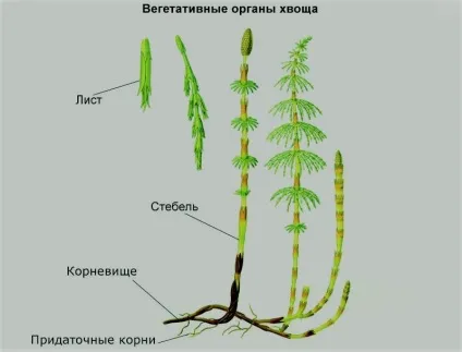 Плавуни і хвощі