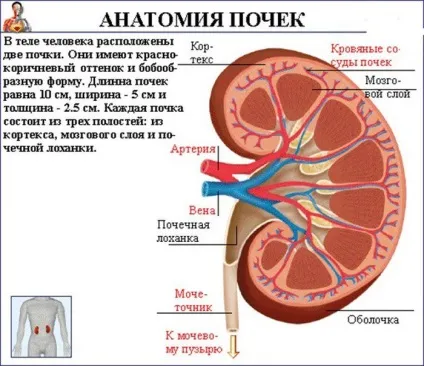 Нирковий кільце і його будова топографія і анатомія нирки (топографія) Нирковий кільце і його будова топографія і анатомія нирки