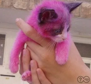 Чому не можна годувати кошеня Віскас (whiskas), кішки замітки від досвідченого ветеринара (Віскас) Чому не можна годувати кошеня Віскас (whiskas), кішки замітки від досвідченого ветеринара