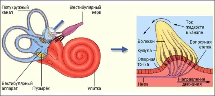 Чому дитину закачує в машині і що з цим робити (робити) Чому дитину закачує в машині і що з цим робити