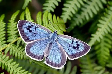 Чому важливі метелики (lepidoptera) Чому важливі метелики