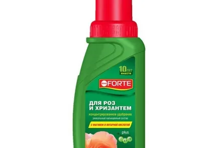 Чому не цвітуть хризантеми в домашніх умовах - як прискорити цвітіння