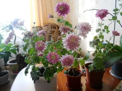 Чому не цвітуть хризантеми в домашніх умовах - як прискорити цвітіння