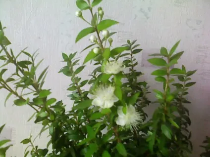 Подарували рослина мирт звичайний (myrtus communis) - почав осипатися - що робити як доглядати (мирт) Подарували рослина мирт звичайний (myrtus communis) - почав осипатися - що робити як доглядати