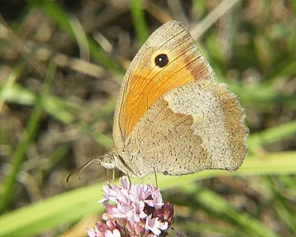 Чому важливі метелики (lepidoptera) Чому важливі метелики