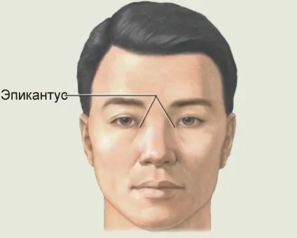 Чому у азіатів вузькі очі