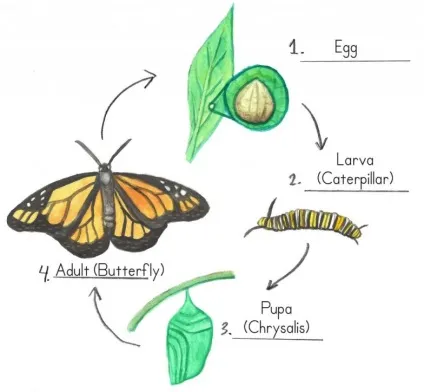 Чому важливі метелики (lepidoptera) Чому важливі метелики