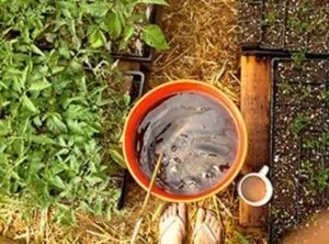 Підживлення перців і баклажанів, рецепти кращих засобів (перців) Підживлення перців і баклажанів, рецепти кращих засобів