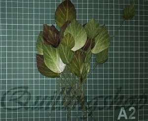 Докладний майстер-клас фіалки з кришталевої паперу (майстер-клас) Докладний майстер-клас фіалки з кришталевої паперу