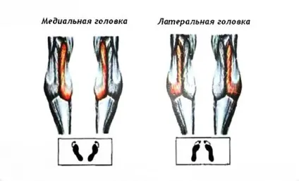 Підйоми на шкарпетки стоячи і сидячи - супер опрацювання литок (стоячи) Підйоми на шкарпетки стоячи і сидячи - супер опрацювання литок