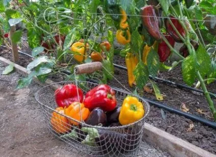 Підживлення перців і баклажанів, рецепти кращих засобів (перців) Підживлення перців і баклажанів, рецепти кращих засобів