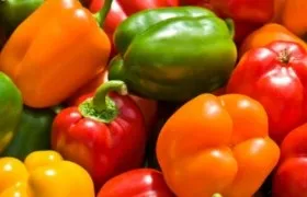 Помідор - властивості і короткий опис (помідори) Помідор - властивості і короткий опис
