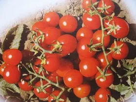 Помідори черрі низькорослі сорти з описом і фото (сорти) Помідори черрі низькорослі сорти з описом і фото