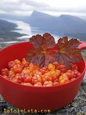 Корисні властивості морошки, вітаміни, чашолистки ягоди (коли збирають морошку) Корисні властивості морошки, вітаміни, чашолистки ягоди
