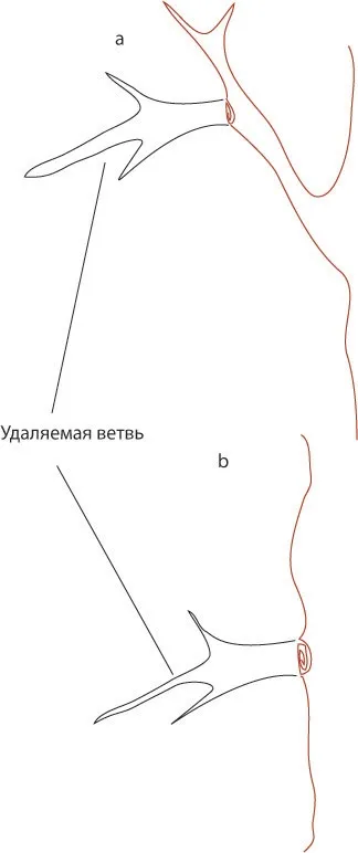 Купівля ділянки зі старим садом що робити далі на (город) Купівля ділянки зі старим садом що робити далі на