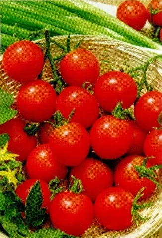 Помідори черрі низькорослі сорти з описом і фото (черрі) Помідори черрі низькорослі сорти з описом і фото