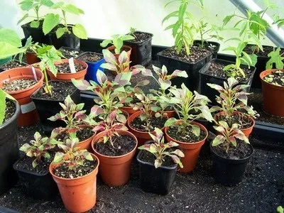 Корисні властивості олії і насіння амаранту для здоров'я (корисні) Корисні властивості олії і насіння амаранту для здоров'я