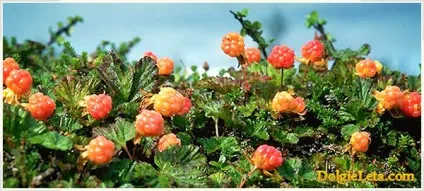 Корисні властивості морошки, вітаміни, чашолистки ягоди (коли збирають морошку) Корисні властивості морошки, вітаміни, чашолистки ягоди