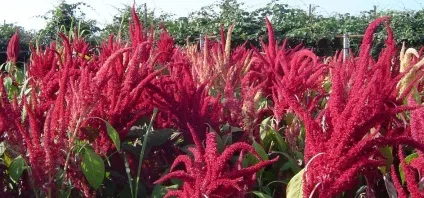 Корисні властивості олії і насіння амаранту для здоров'я (корисні) Корисні властивості олії і насіння амаранту для здоров'я