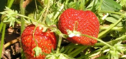 Користь полуниці для організму людини (корисні властивості) (організму) Користь полуниці для організму людини (корисні властивості)