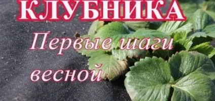 Користь полуниці для організму людини (корисні властивості) (полуниці) Користь полуниці для організму людини (корисні властивості)