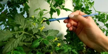Помідори на Уралі коли висаджувати в теплицю, кращі низькорослі сорти для відкритого грунту, (висаджувати) Помідори на Уралі коли висаджувати в теплицю, кращі низькорослі сорти для відкритого грунту,
