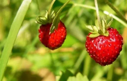 Корисні властивості лісових суниць, лікувальні властивості, в чому її (дієти) Корисні властивості лісових суниць, лікувальні властивості, в чому її
