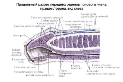 Статевий член людини, анатомія статевого члена, будова, функції, картинки на eurolab (інформація про статевому члені) Статевий член людини, анатомія статевого члена, будова, функції, картинки на eurolab
