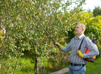 Купівля ділянки зі старим садом що робити далі на (ландшафтний дизайн) Купівля ділянки зі старим садом що робити далі на