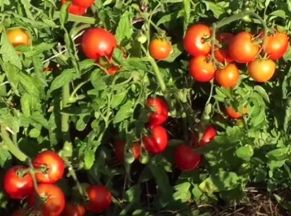 Помідори Ляна характеристика та вирощування (вирощування) Помідори Ляна характеристика та вирощування